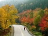 fall-colours